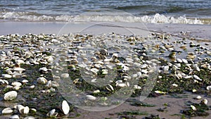 Shells on sea sand washed by sea waves.