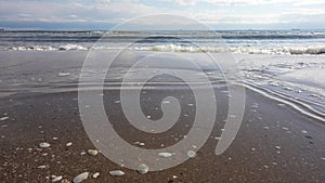 Shells on sea sand washed by sea waves.