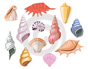 Shells of sea, seashell and marine snail scallops