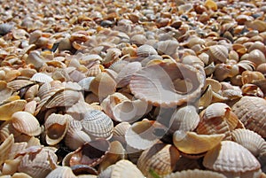 Shells