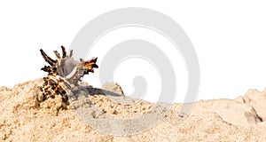 shells of sea snail on sand on a white isolated background