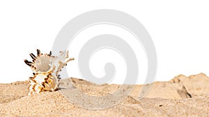 shells of sea snail on sand on a white isolated background