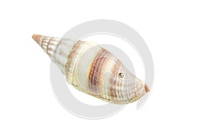 Shells of a sea snail on a white isolated background