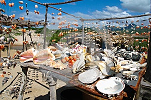 Shells and seafood photo