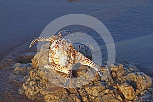 Shells on the seashore