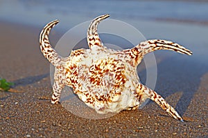 Shells on the seashore