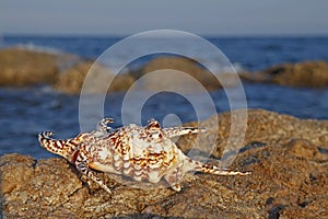 Shells on the seashore