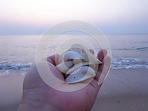 Shells ,shells in my hand