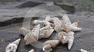 Shells