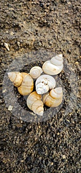 Shells