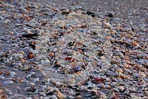 shells on the shore
