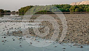 Shells in the shore during low tide at Wakra beach in Qatar. living Sea shells photo