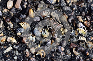 Shells and snails in the black sand