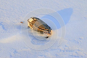 Shells in the snow