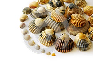 Shells Spiral