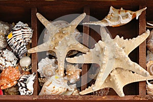 Shells and Starfish