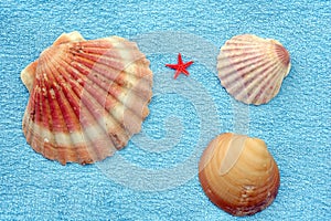 Shells and starfish