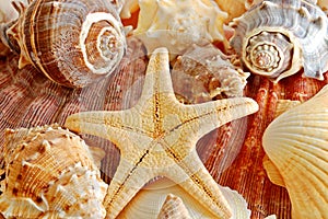 Shells and starfish