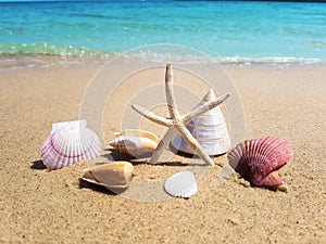 Shells Starfish on the Beach