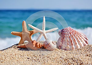Shells and starfish on the beach against the background of the sea and the blue sky on a hot sunny day.