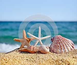 Shells and starfish on the beach against the background of the sea and the blue sky on a hot sunny day. Summer concept