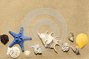 Shells and starfish on beach on sand