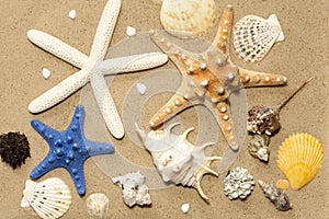 Shells and starfish on beach on sand