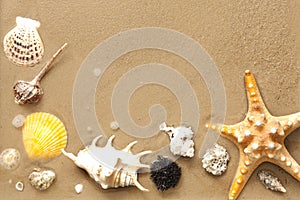 Shells and starfish on beach on sand