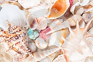 Shells and starfish on sandy beach. Summer background. Summer co