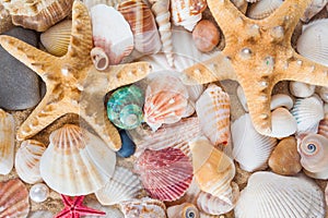 Shells and starfish on sandy beach. Summer background. Summer co