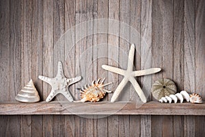 Shells Starfish Wood Background