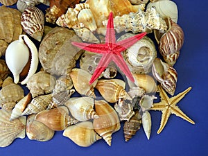 Shells and starfishes