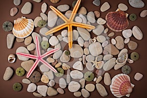 shells and starfishes