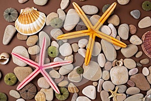 shells and starfishes