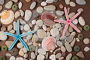 shells and starfishes