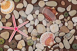 shells and starfishes