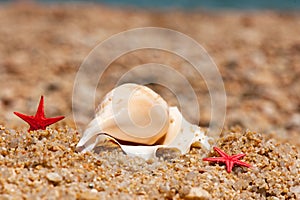 Shells and starfishes at the beach