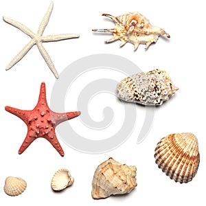 Shells and starfishes collections