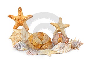 Shells and starfishes isolated on white