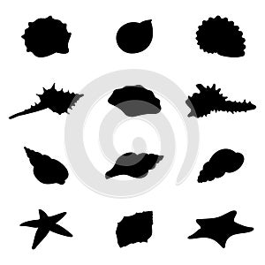 Shells and starfishes silhouettes photo