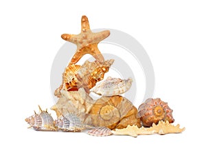 Shells and starfishes on white