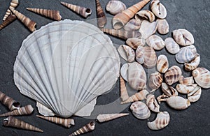 Shells on the stone