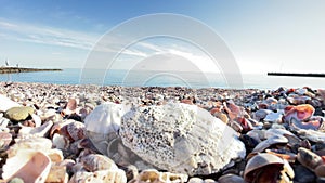 Shells and Stones On The Beach II