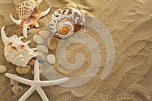 Shells and stones on sand