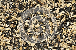 Shells of sunflower seeds