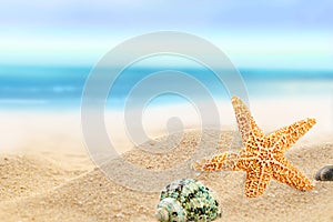 Shells sunny beach