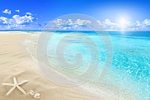 Conchas sobre el soleado Playa 