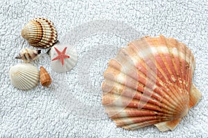 Shells on a towel