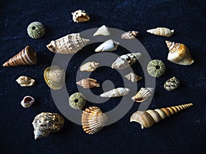 Shells are treasures of the sea left on the shore