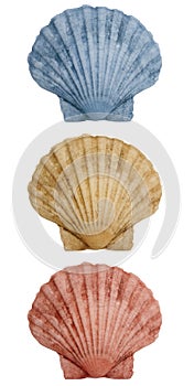 Shells trio